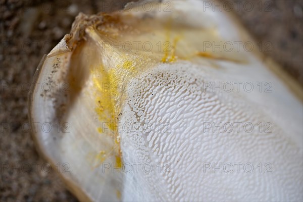 Common cuttlefish