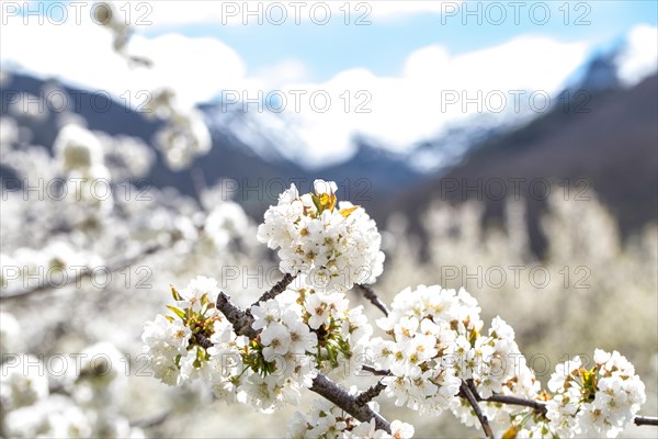 Cherry tree in blossom