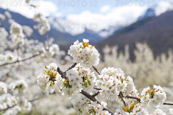 Blossoming cherry tree