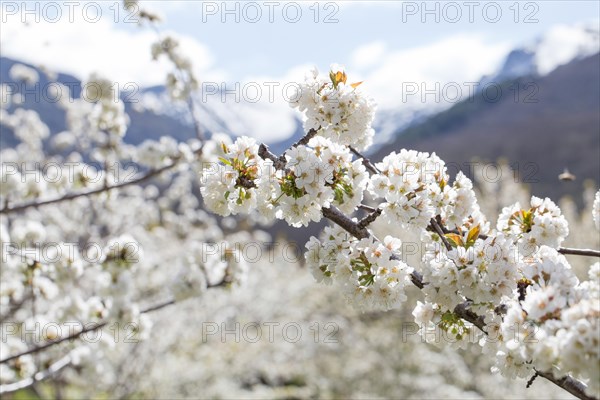 Blossoming cherry tree