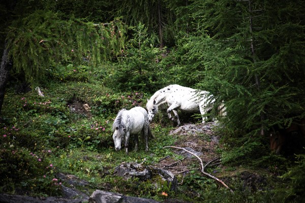 Noriker stallion in the undergrowth