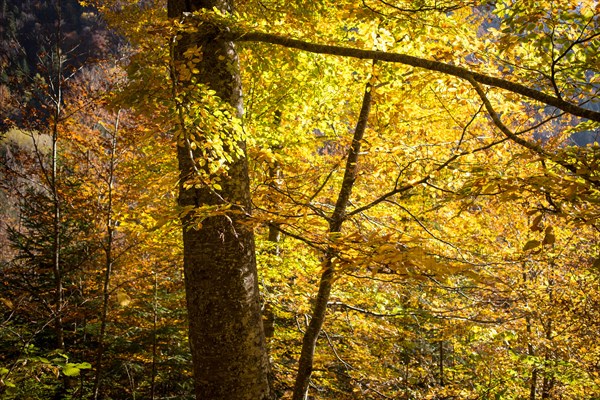 Autumn Forest