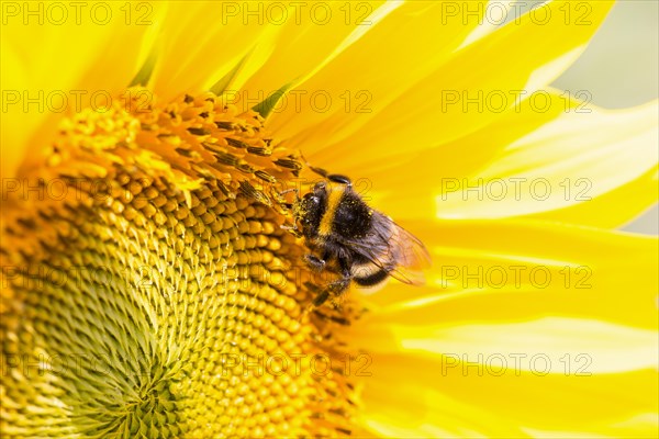 Bumblebee in a sunflower