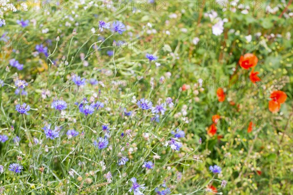 Flower strips