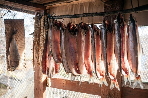 Salted pikeperch being dried