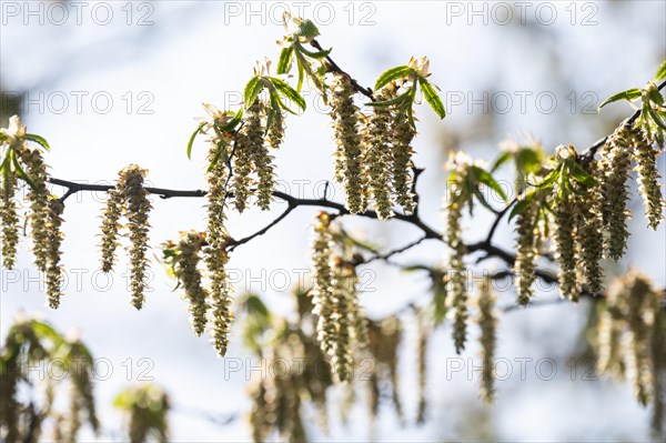 European hornbeam