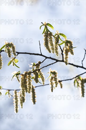 European hornbeam