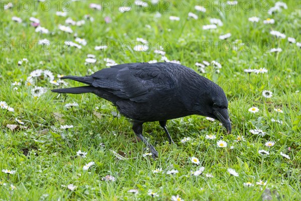 Carrion crow