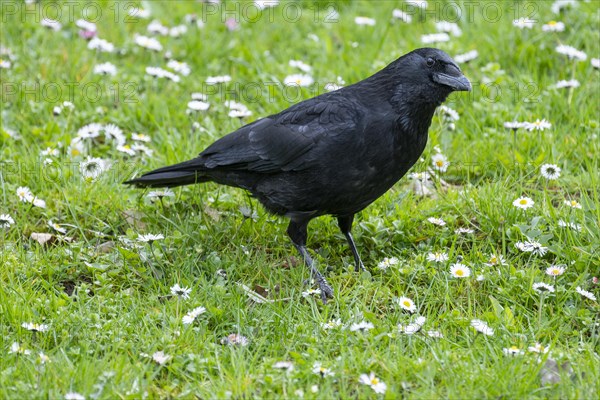 Carrion crow