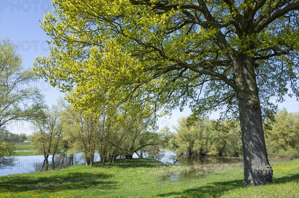 English oak