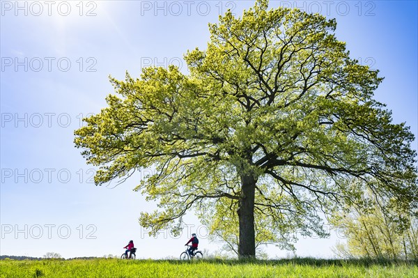 English oak