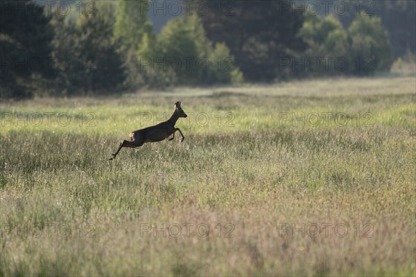 European roe deer