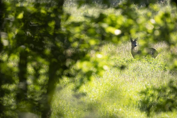 European roe deer