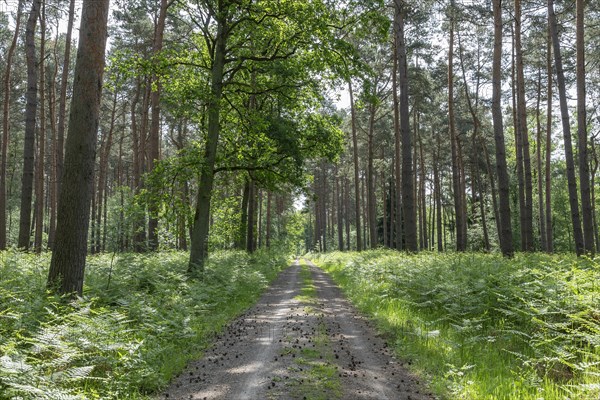 Forest path in a pine forest