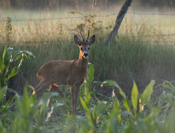 European roe deer