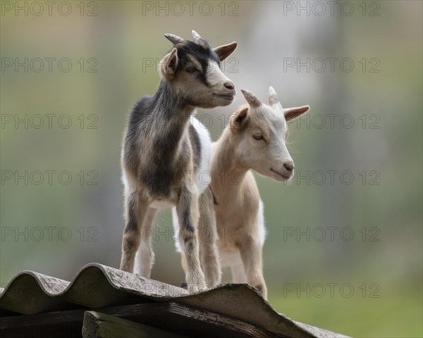 Dwarf goats