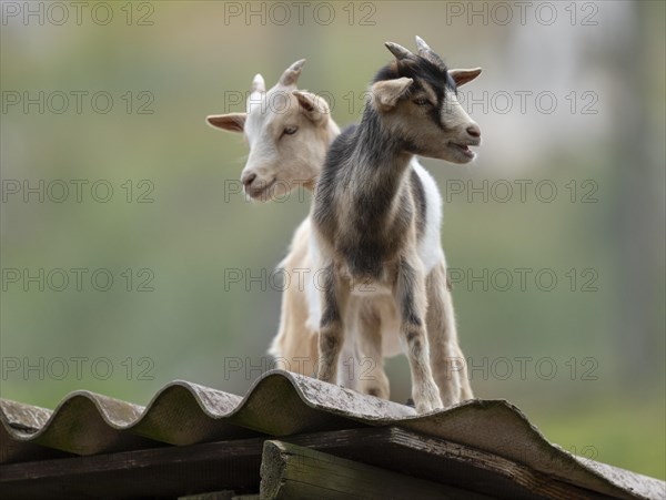 Dwarf goats