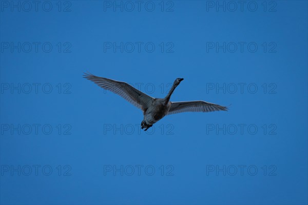 A Egyptian goose flies over the river Main in Frankfurt