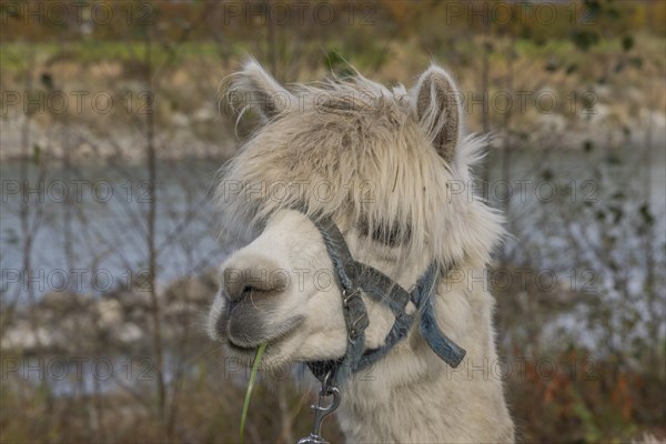 Alpacas