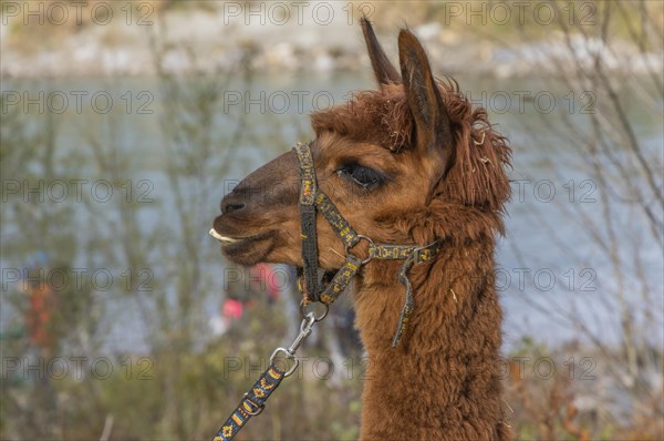 Alpacas