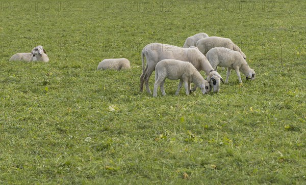 Carinthian spectacled domestic sheep