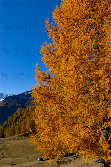 Larches