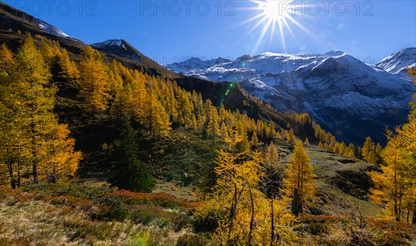 Larches