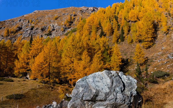 Larches