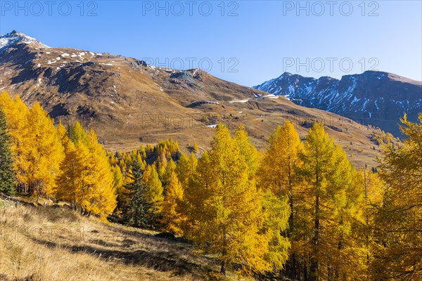 Larches