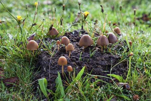 Small mushrooms on a cow pat