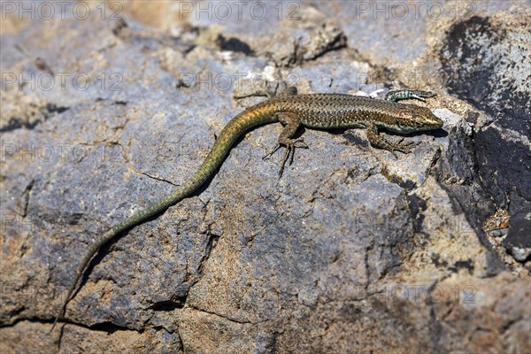 Madeira lizard or madeiran wall lizard