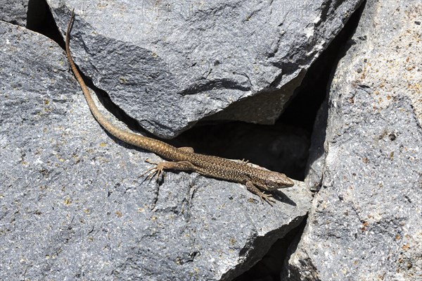 Madeira lizard or madeiran wall lizard