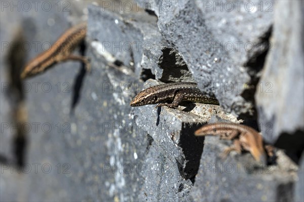 Madeira lizard or madeiran wall lizard