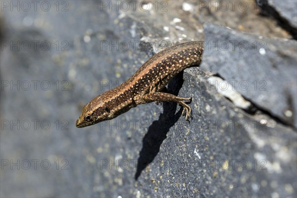 Madeira lizard or madeiran wall lizard