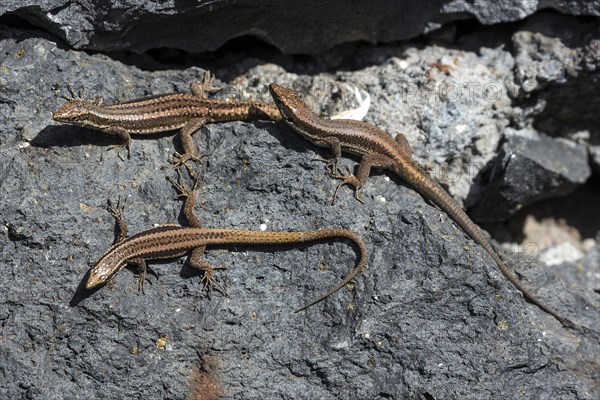 Madeira lizard or madeiran wall lizard