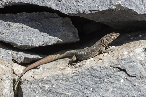 Madeira lizard or madeiran wall lizard