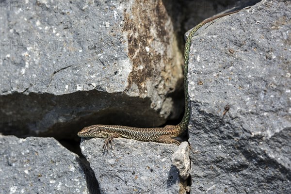 Madeira lizard or madeiran wall lizard