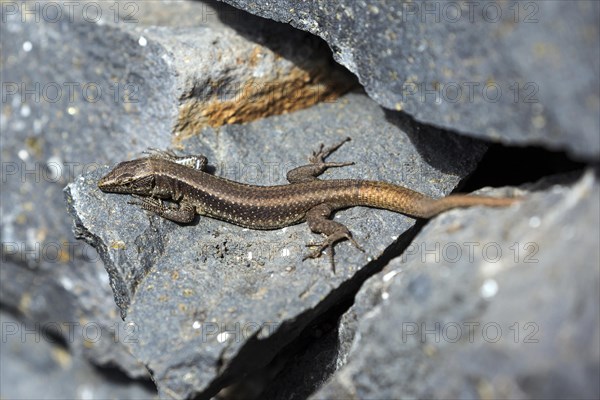 Madeira lizard or madeiran wall lizard