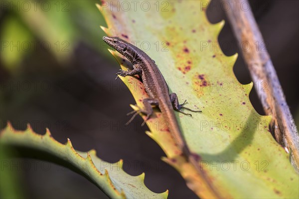 Madeira lizard or madeiran wall lizard