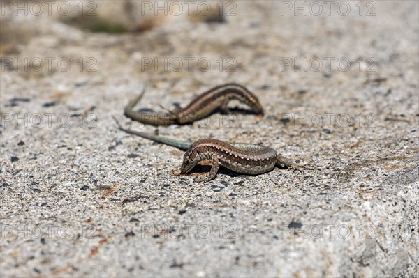 Madeira lizard or madeiran wall lizard