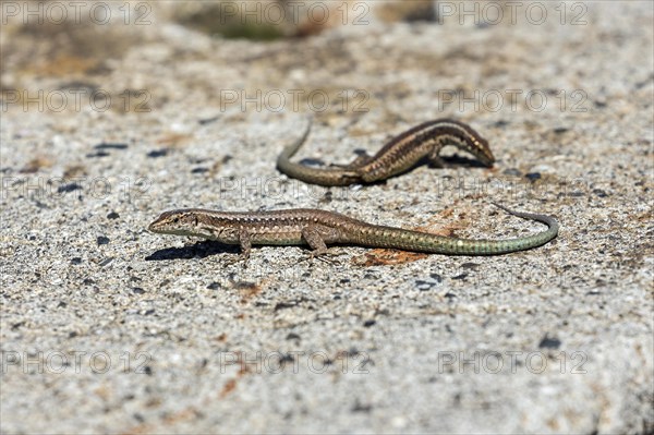 Madeira lizard or madeiran wall lizard