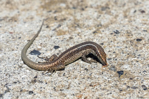 Madeira lizard or madeiran wall lizard