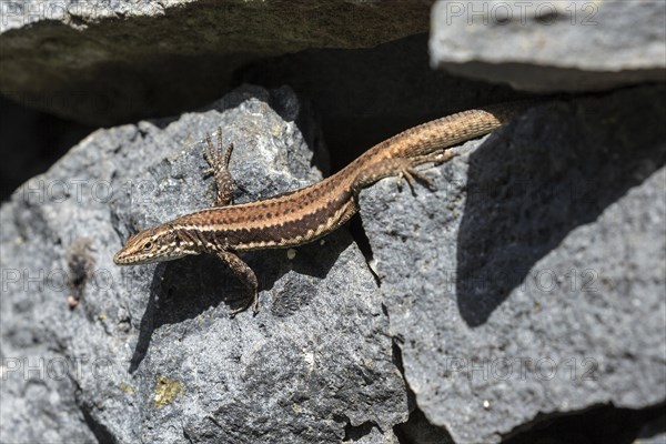 Madeira lizard or madeiran wall lizard