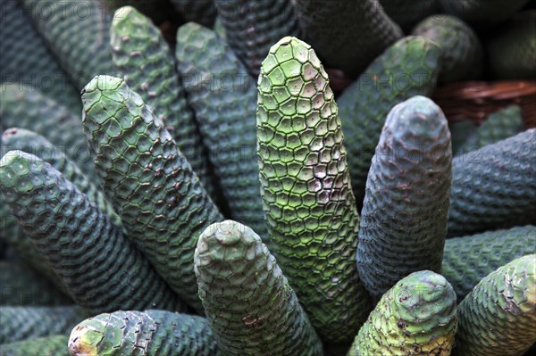 Philodendron fruit