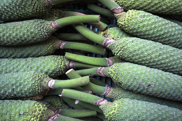 Philodendron fruit