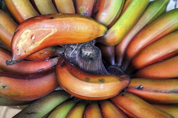 Red bananas