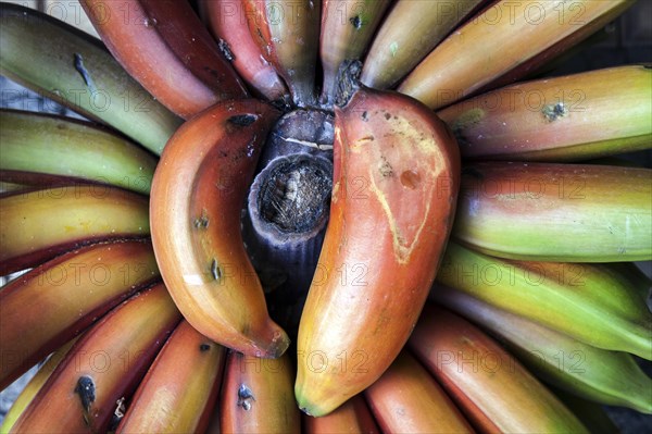 Red bananas