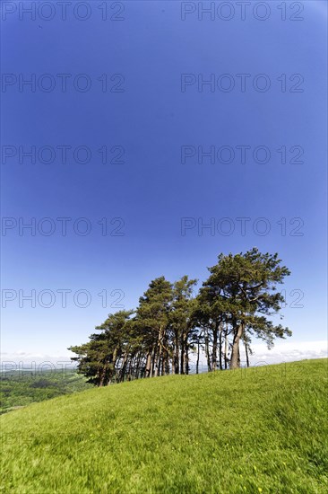 Black pines on the Hohenbol