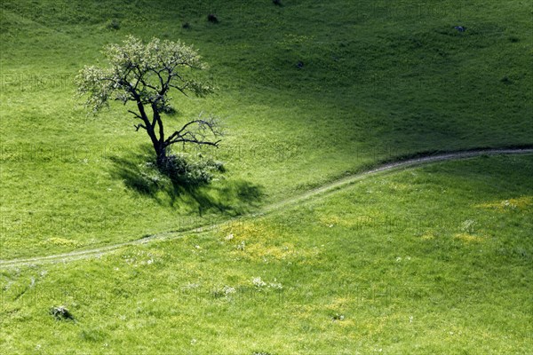 Meadow in spring