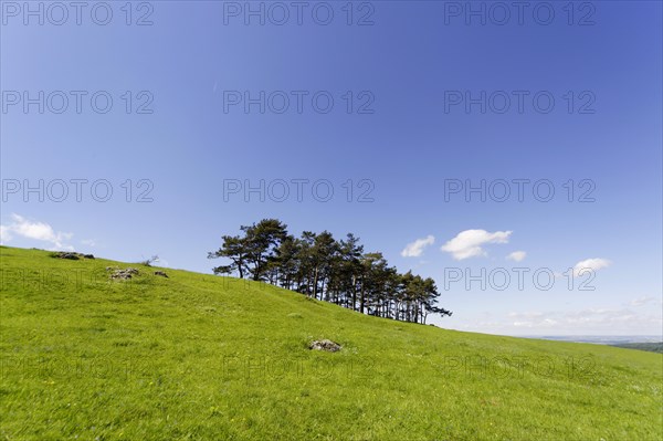 Black pines on the Hohenbol